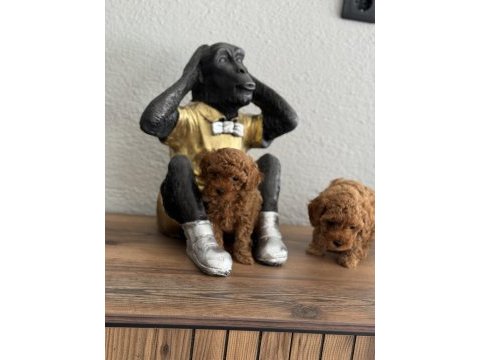 Teacup toy poodle