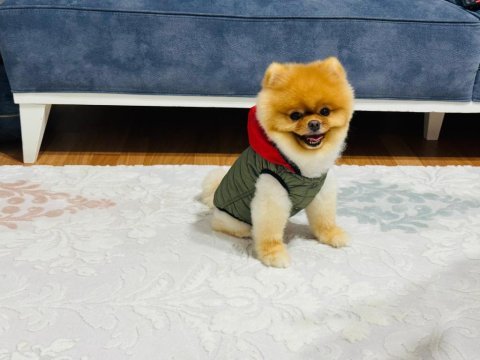 Üst kalite pomeranian