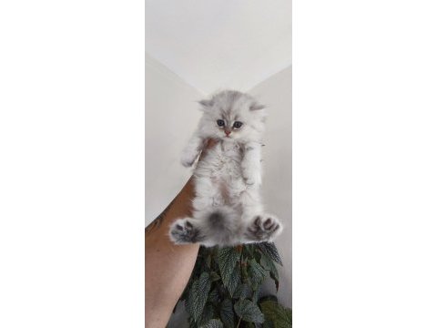 50 günlük erkek british longhair