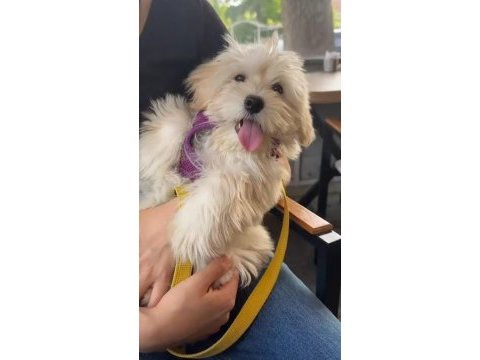 Yavru dişi maltese terrier