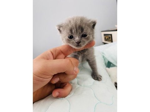 Rezerveye açık 1 aylık british shorthair