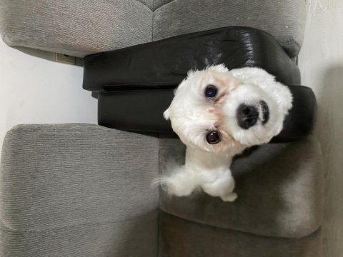 Malta terrier 11 aylık tüm eğitimleri vardır
