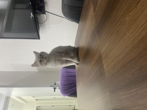 Blue point british shorthair