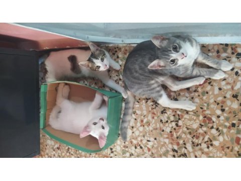 Kedilerimizi sahiplendirme