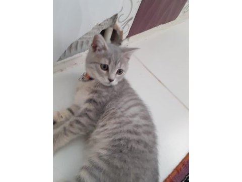 Uygun puana acil sahiplendirme british longhair