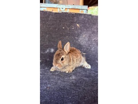 Safkan hollanda lop ve cüce tavşanlar