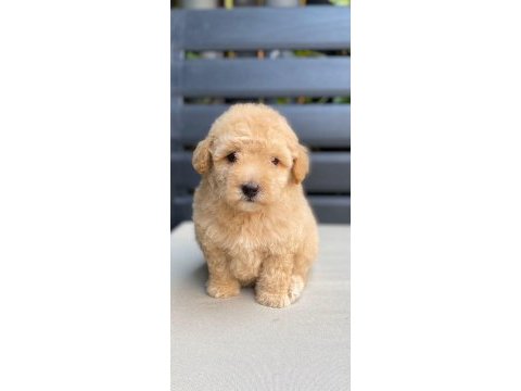 Maltipoo yavrularımız