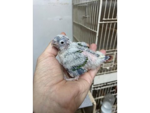 3 adet el besleme bebek konur