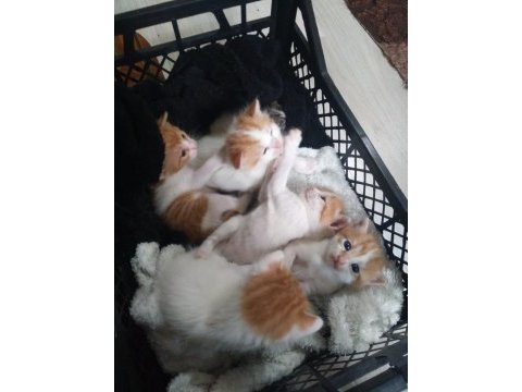 6 tane yavru kedimiz 4 haftalık