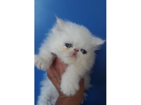 Muhteşem temas bağımlısı iran persian bebekler