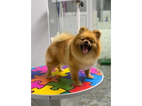 Pomeranian boo