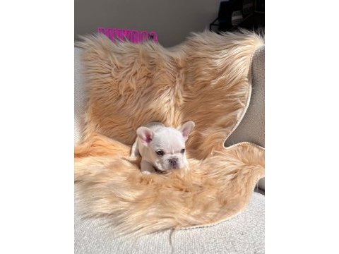 Mükemmel anatomi french bulldog yavrular