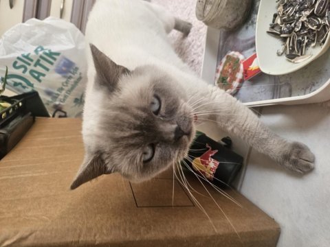 Blue point british shorthair