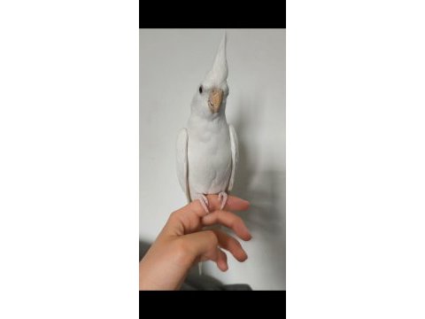 Eğitimli albino sultan papağanı yavrusu