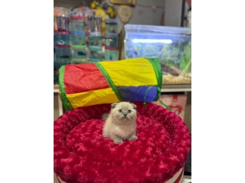 Dişi ve erkek ayıcık surat scottish fold bebekler