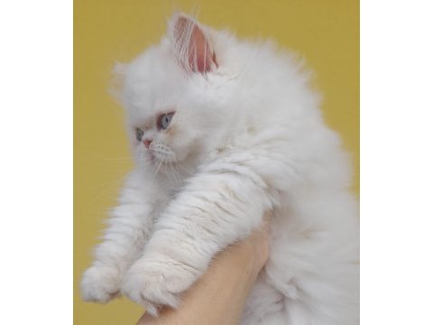 İran exotic longhair bebekler