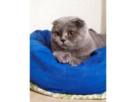 Bir yaşında çok cana yakın scottish fold hiçbir sorunu yok