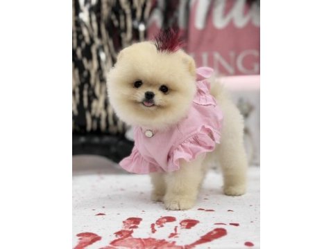 Teddy face ayı surat yapısına sahip pomeranian kızımız