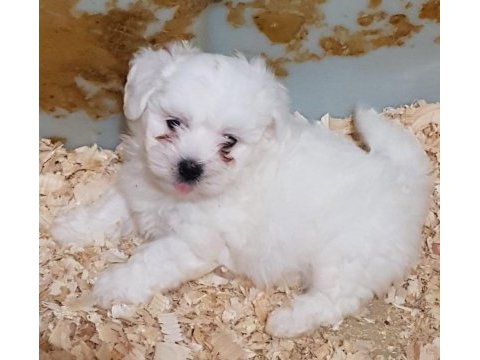 A kalite gerçek orjinal maltese yavrular