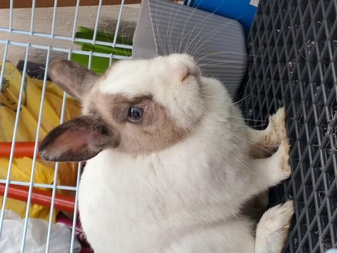 Sahibinden cüce tavşan (acil satılık)