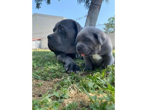 A kaliteli cane corso yavrular