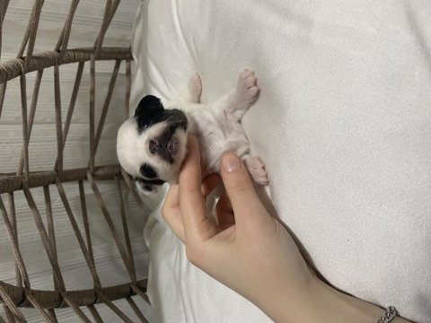 Şivava bebekler teslime hazır