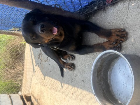Erkek rottweiler 2023