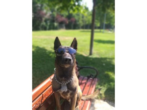 Belçika malinois eğitimli