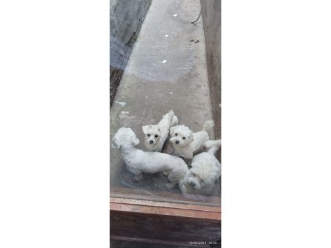 Maltese terrier sıfır numara köpeklerimiz