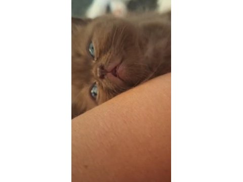 Scottish fold yavrularıma yeni yuva