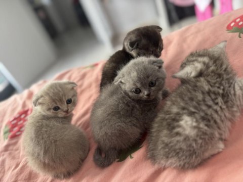 Teslime hazır scottish fold yavrular
