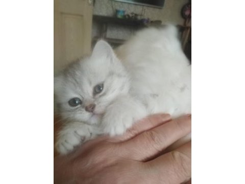 Yavru british longhair
