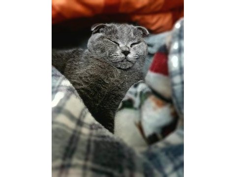 Scottish fold 6 aylık