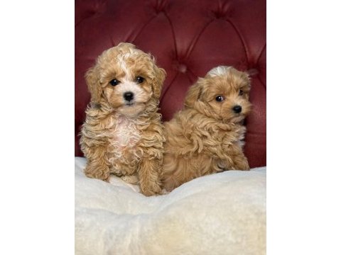 Ankaranın en kaliteli mini maltipoo yavruları