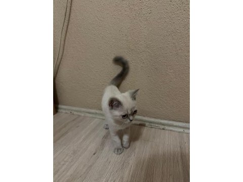 3. ayına yaklaştı aynı renk yavru kediden 8 tane var şuanda