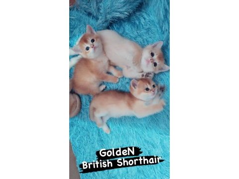 Golden british shorthair ny11 safkan orijinal