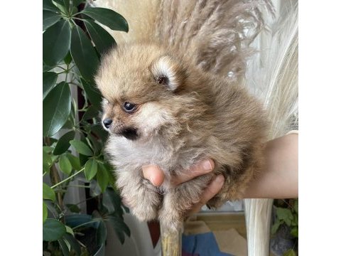 Pomeranian boo yavrumuz yeni yuvasını arıyor