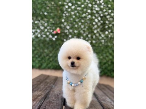 Pomeranian teddy face yavru köpekler