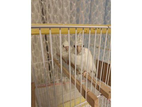 Güzeller güzeli çift albino sultan papağanı