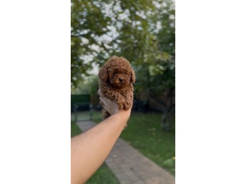 Sağlık ve ırk garantili toy poodle yavrularımız