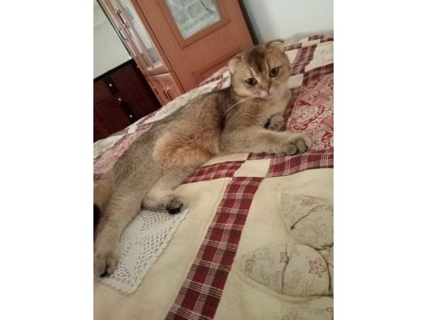 Scottish fold ve british yavrular