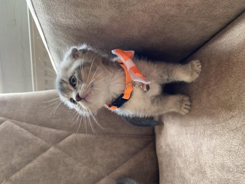 Ev ortamında scottish fold bebekler