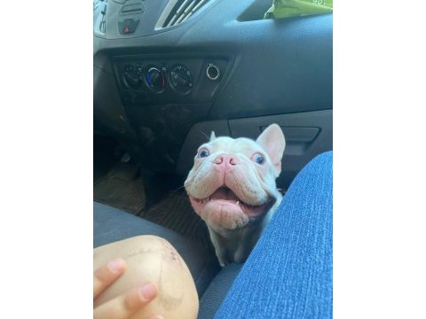 Full beyaz mavi göz pembe burun french bulldog