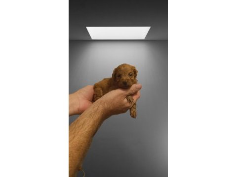 Sevimli toy poodle