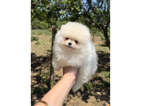 Teacup kusursuz karbeyaz pomeranian boo
