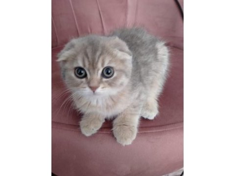 Dişi scottish fold golden