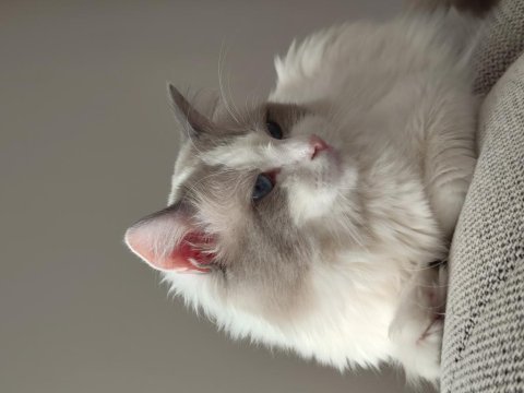 Safkan ragdoll blue bı color 5 adet yavru