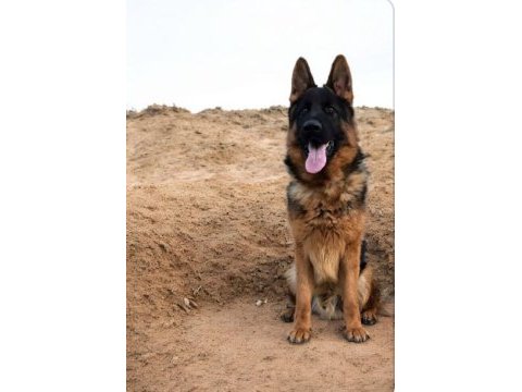 Showline erkek alman çoban köpeği yavru