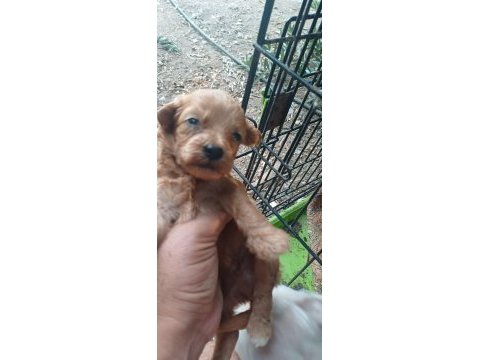 Maltipoo bebeklerimiz