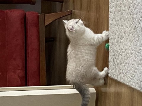 3 aylık british shorthair beyaz